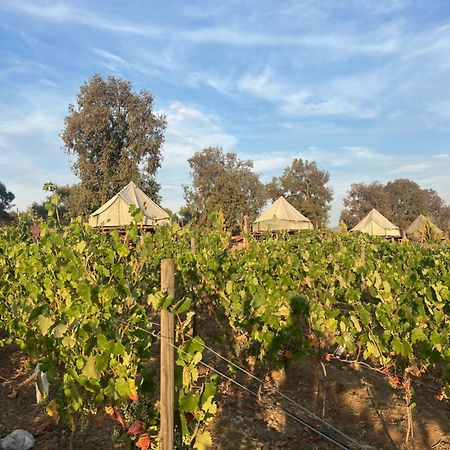 Lago Valle Wine Glamping Валье-де-Гуадалупе Экстерьер фото