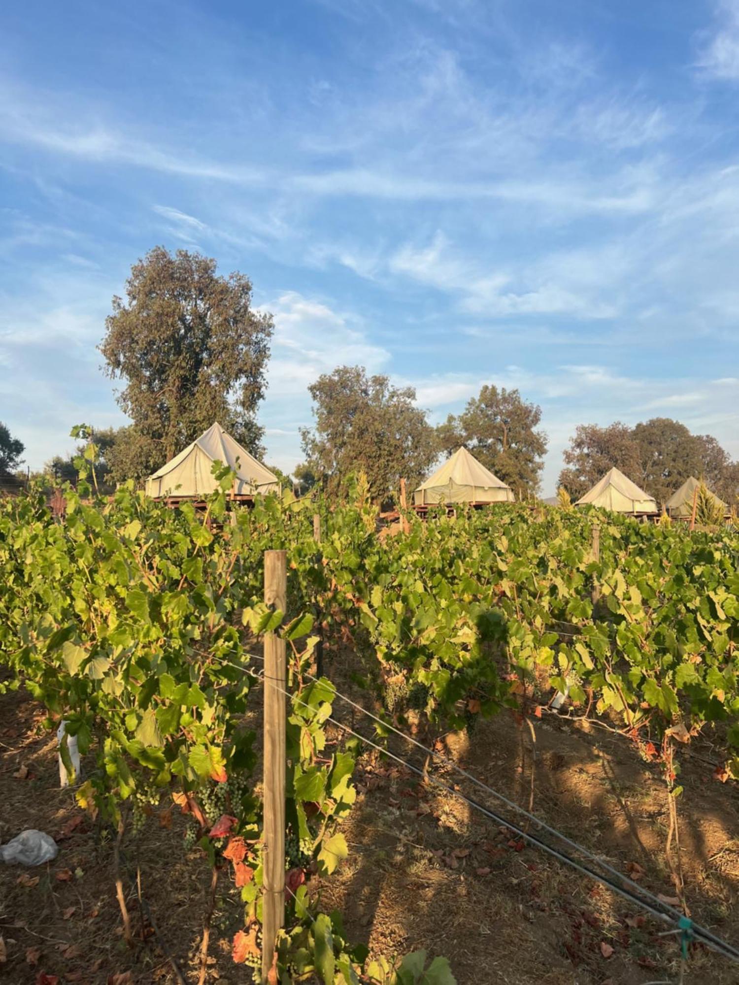 Lago Valle Wine Glamping Валье-де-Гуадалупе Экстерьер фото